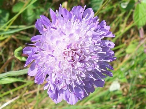 Field Scabious Ckiss Central Kootenay Invasive Species Society