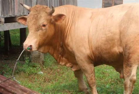 14kg harga / berat perkg : Manja, lembu sado 500kg laris di Aidiladha | Astro Awani