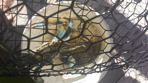 Catch the ferry to mcmahons point or even better walk over the we visited on a day where it was hazy due to the bushfires so not the best blue sky view nevertheless our visitors were pleased. Freshly caught Florida blue crab | Florida blue, Blue crab ...
