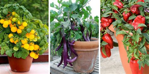 Growing Vegetables In Containers 20 Best Plants That Will