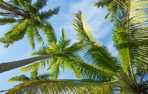 Wallpaper Summer The Sky The Sun Palm Trees Summer Beach Paradise
