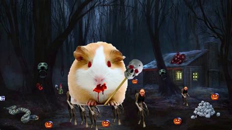 Spooky Guinea Pig 2 Youtube
