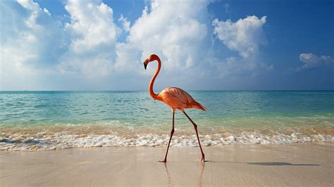 Animals Sea Waves Flamingos Beach Birds Sunlight Sand Horizon