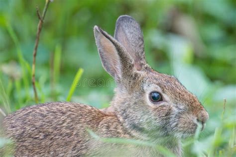 Eastern Cottontail Rabbit Closeup Near The Minnesota River In The