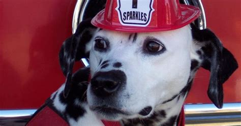 Sparkles The Fire Safety Dog Teaches Fire Safety Holistic Vet And Pet