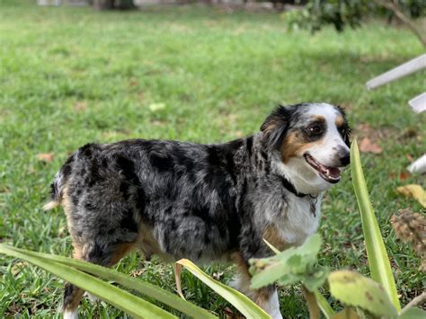 These are incredibly intelligent, loyal, gentle, adaptable companions! Miniature Australian Shepherd Puppies For Sale | Hialeah ...