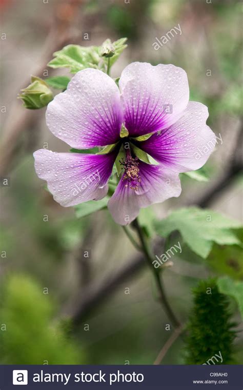 Azalea White Flower With Purple Center Stock Photo Alamy