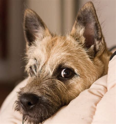 How To Care For Cairn Terriers Vida Veterinary Care