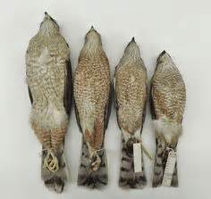 Wonder what the bird though of my quadcopter? Cooper's Hawk vs Sharp-shinned Hawk Tail ID | bird ...