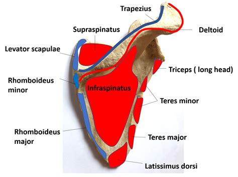 Anatomy Of The Scapula