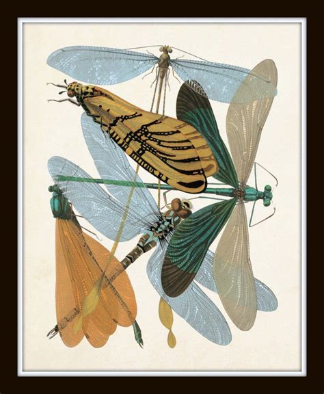 Dragonfly Insect Dragonfly Prints Insect Art Dragonfly Larvae