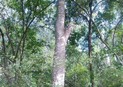 Extinct Trees Discovered In Africa Botany And Tree Species Live Science