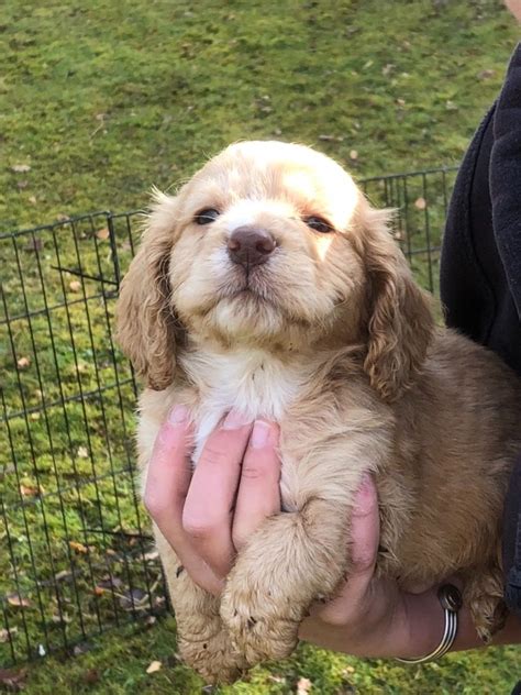 What is a spaniel dog? Working cocker spaniel dog puppy | Welshpool, Powys ...