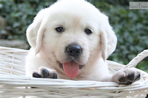 Maybe you would like to learn more about one of these? English Golden Retriever puppy for sale near St Louis ...