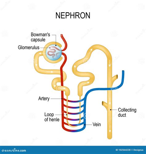 Estrutura De Um Nephron Formação Da Urina Ilustração do Vetor
