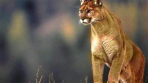 Officials Investigate Cougar Sighting In Provo