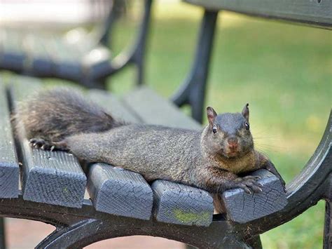 Squirrels have been observed engaging in altruistic behavior and will sometimes adopt a squirrel pup in need. 20 Photos Showing Why Squirrels Are Awesome