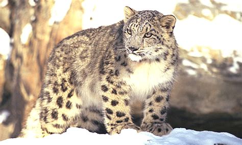 Snow Leopard - Facts, Diet & Habitat Information