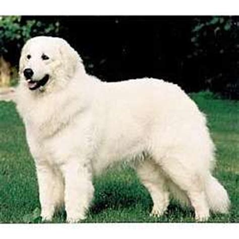 Looking for a dog with a superior lineage? Maremma Sheepdog Puppies for Sale from Reputable Dog Breeders