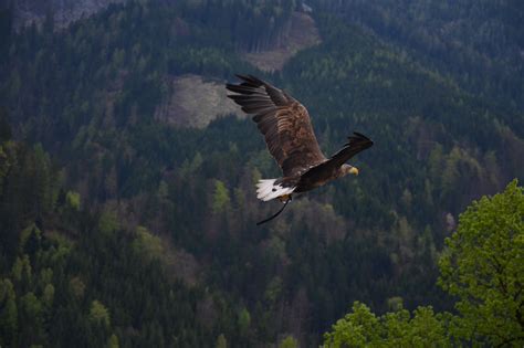 Eagle Flying Over A Forest Free Stock Photo Public Domain Pictures