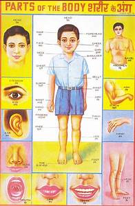 Parts Of Body Chart Toppers Bulletin