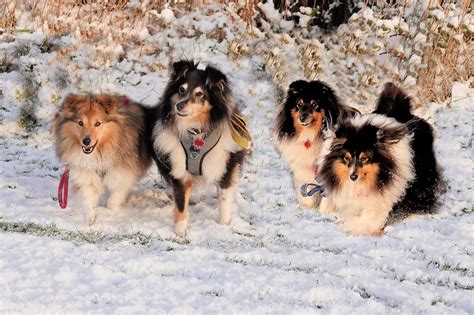 Shelties Loving The Snow What With A Bit Of Snow Yesterday Flickr