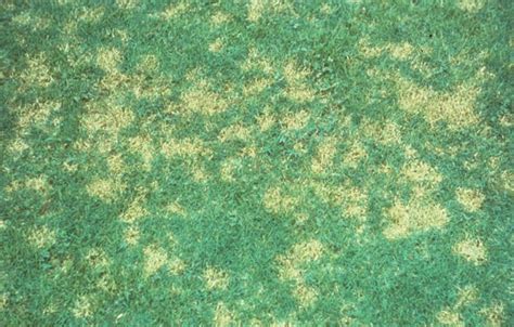 Grass that thrives in hot weather. Dollar Spot | Center for Agriculture, Food and the ...