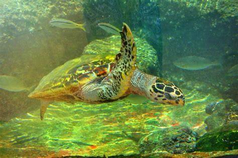 Sea Turtle In The Aquarium Of Eilat Israel Stock Photo Image Of