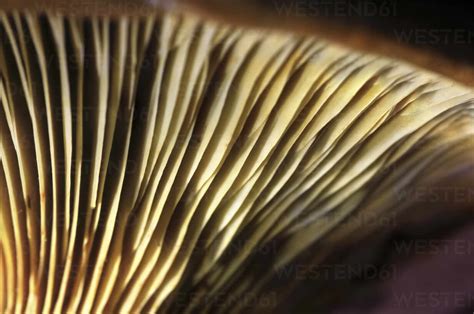 Gills Of Growing Mushroom Stock Photo