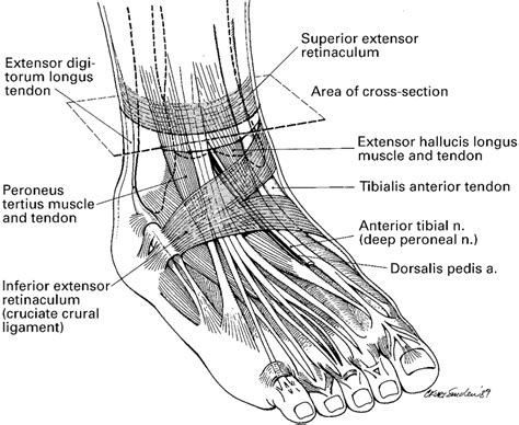 Tendon Diagram Patellar Tendon Tear Orthoinfo Aaos Ligaments And