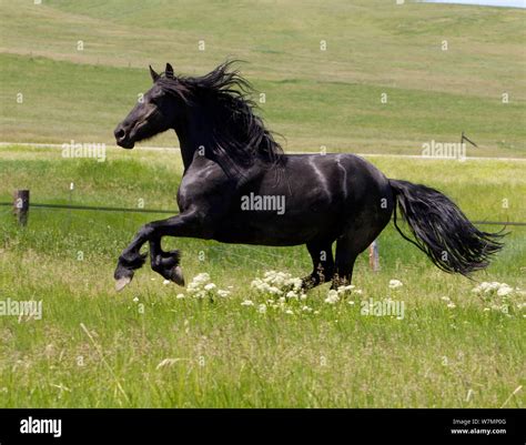 Friesian Horse Hi Res Stock Photography And Images Alamy