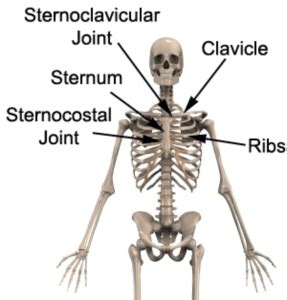 Sternal and clavicular heads, forms anterior border of axilla o: The bones of the chest and upper back - Anatomy-Medicine.COM