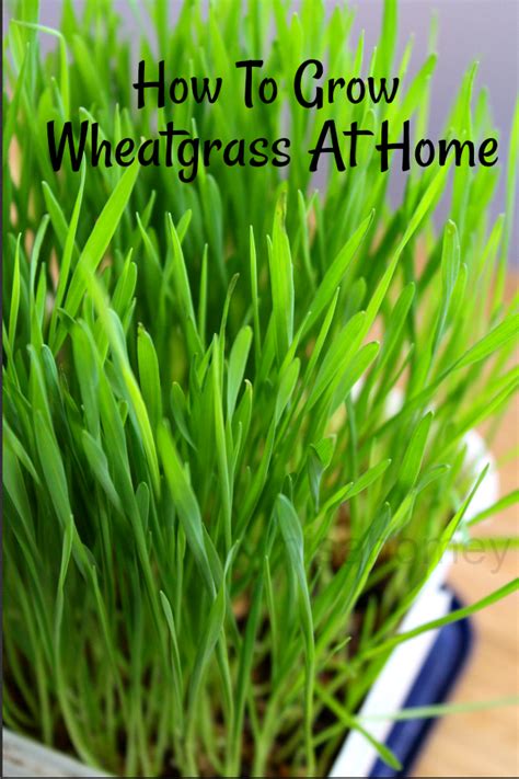 Wheatgrass How To Grow Wheatgrass At Home