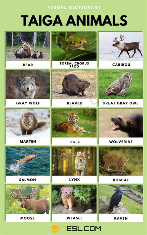 Taiga Animals | List of Taiga Animals with Interesting Facts • 7ESL