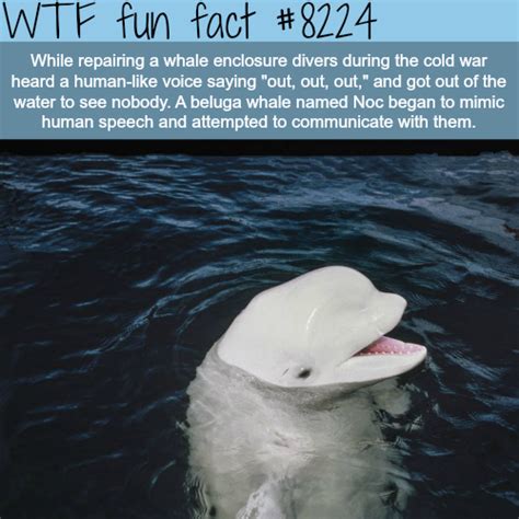 Beluga Whale Mimics Human Speech Wtf Fun Facts Fun Facts Wtf Fun
