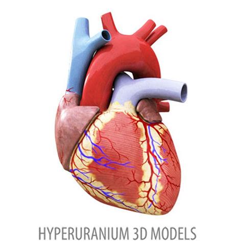 Human Heart 3d Models Science Icons Science