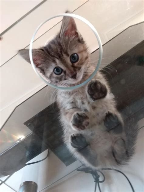 A cute little glass of a cat paw is born! Cats On Glass: Flipping Your Feline Perspective Upside ...