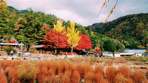 Seeing Autumn Leaves In Kawaguchiko Japan