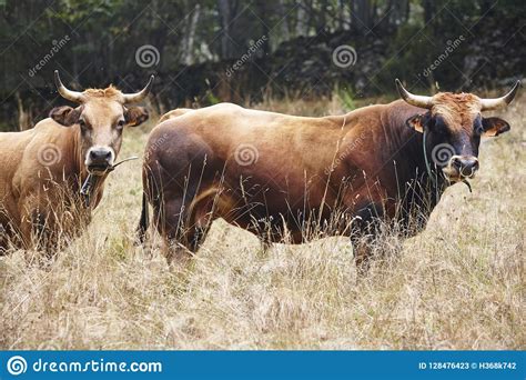 Cow And Bull In The Countryside Cattle Livestock Horizontal Stock