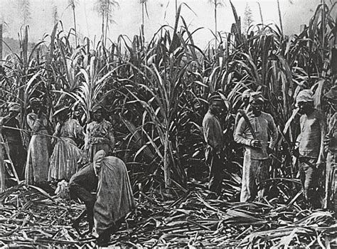 Slaves Cutting Sugar Cane Listen2read