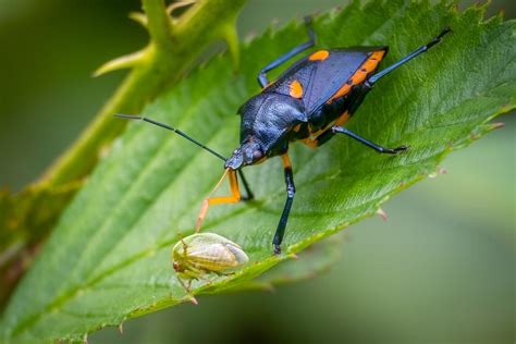 Types Of Stink Bugs Field Guide Names And Photos Outforia 2022