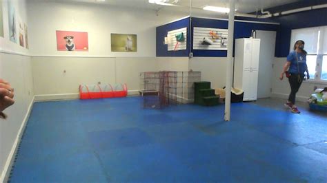 This is difficult with young puppies. Puppy socialization class 6/20/20 11:30am - YouTube