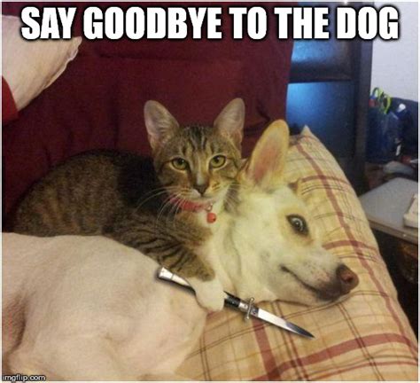 Farewell Meme Cat 🅱️ 25 Best Memes About Cat Goodbye Cat Goodbye Memes