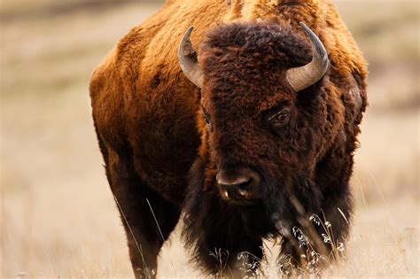 Bison Wallpapers Hd Desktop And Mobile Backgrounds