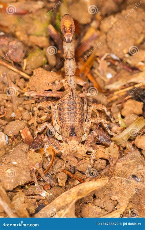 Centruroides Occelatus Scorpion From The Rainforest Jungle Stock Photo