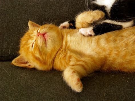 Super Cute Ginger Tabby Love Meow
