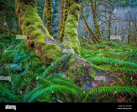 Forests And Trees Of The Redwood Forest In Northern California The