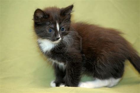 Cute Baby Kittens Pictures
