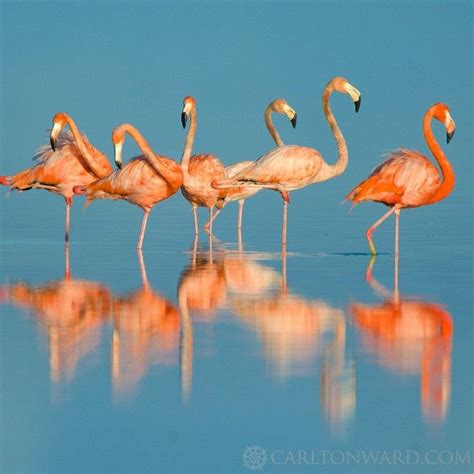 The Endangered West Indian Flamingo Is The National Bird Of The Bahamas