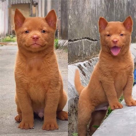 Doguinho That Looks Like A Cat I Love You Raww